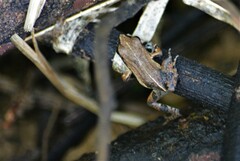 Guayaco Dwarf Frog photo 2