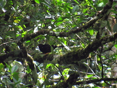 Turdus serranus