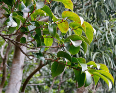 Xylosma hawaiensis