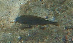 Stethojulis balteata