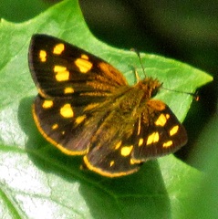 Metisella metis paris