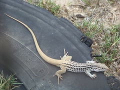 Aspidoscelis scalaris