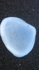 Tellinidae