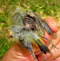 Zosterops virens virens