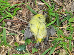 Zosterops virens virens