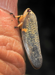 Ptyelus grossus