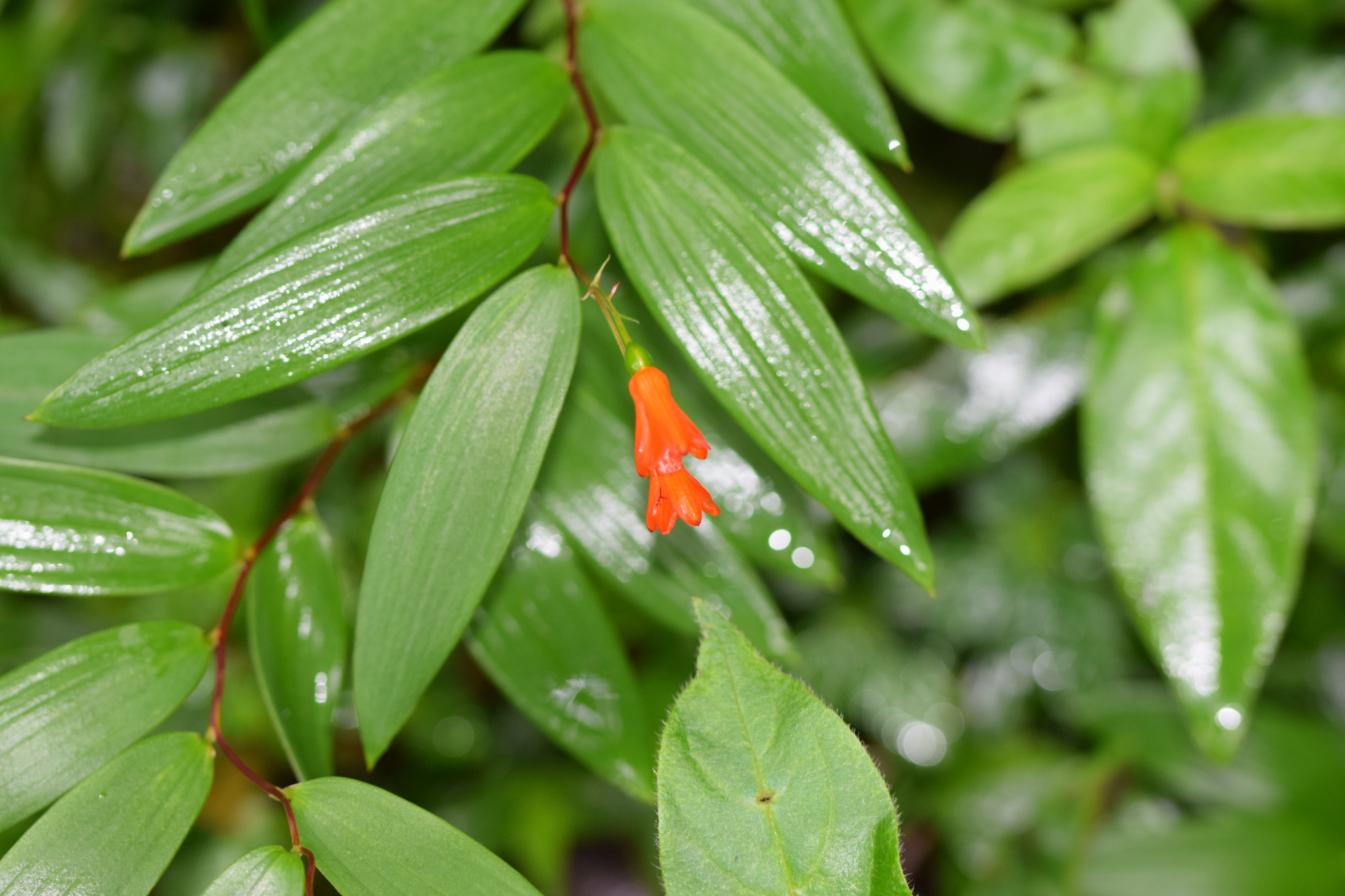 Bomarea distichifolia image