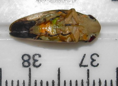 Ptyelus grossus