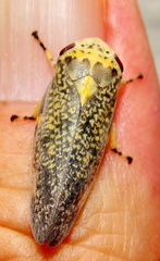 Ptyelus grossus