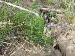 Astragalus laxmannii