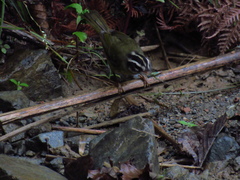 Basileuterus tristriatus
