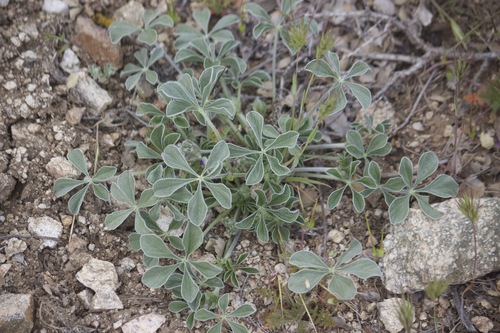 Image of Pediomelum californicum by no rights reserved