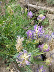 Astragalus laxmannii