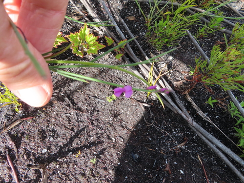 Image of Indigofera ionii by (c) linkie, some rights reserved (CC BY)