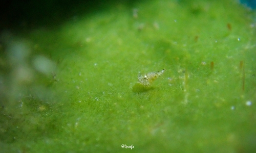 Styliferina goniochila observed 2023-05-01
