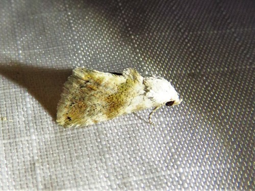 Everlasting Bud Moth photo 4