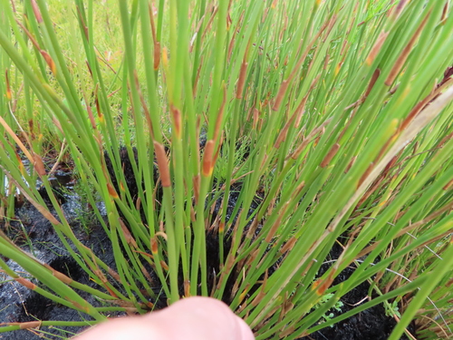 Image of Nevillea obtusissima by (c) linkie, some rights reserved (CC BY)