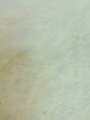 Mycena rutilantiformis