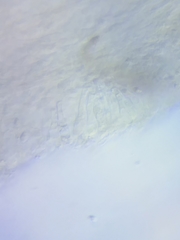 Mycena rutilantiformis