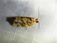 Argyrotaenia hodgesi