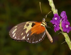 Heliconius hecale melicerta