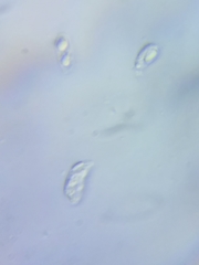 Mycena rutilantiformis