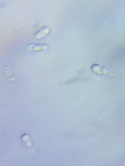 Mycena rutilantiformis