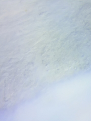 Mycena rutilantiformis