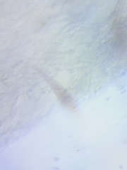 Mycena rutilantiformis