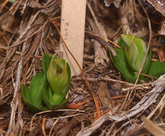 Pterostylis venosa