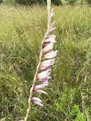 Gladiolus densiflorus image