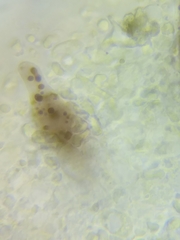 Mycena rutilantiformis