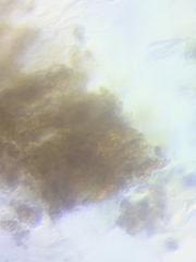 Mycena rutilantiformis