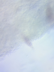 Mycena rutilantiformis