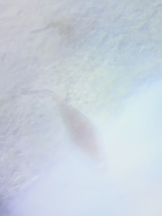 Mycena rutilantiformis