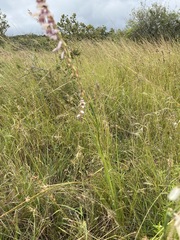 Gladiolus densiflorus image