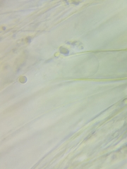 Mycena rutilantiformis