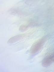 Mycena rutilantiformis