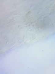 Mycena rutilantiformis