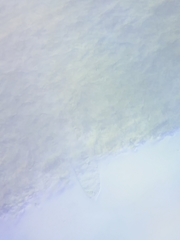 Mycena rutilantiformis