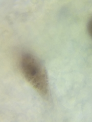 Mycena rutilantiformis