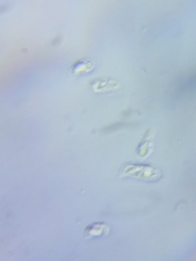 Mycena rutilantiformis