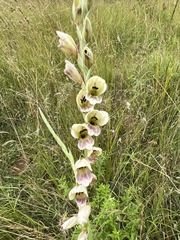 Gladiolus densiflorus image