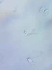 Mycena rutilantiformis