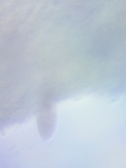 Mycena rutilantiformis