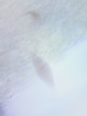 Mycena rutilantiformis