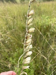 Gladiolus densiflorus image