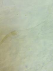 Mycena rutilantiformis