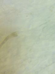 Mycena rutilantiformis