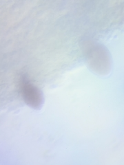 Mycena rutilantiformis